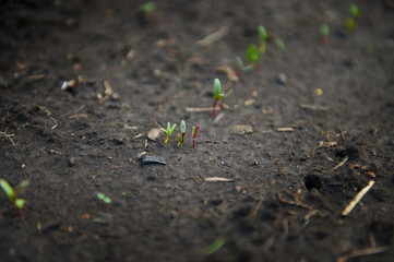 Germinated seedlings growing in open black soil on organic vegetable garden. Environmental protection and education, growing organic vegetables, Earth Day concept