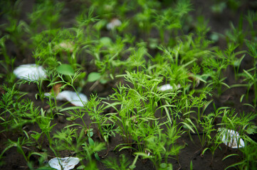 Young shoots of dill risen from watered loosened ground cultivated in black soil in flowerbed in...