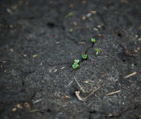 Sprouted seedlings growing in open black soil on organic vegetable garden. Agricultural hobby, horticulture, organic gardening and growth concept