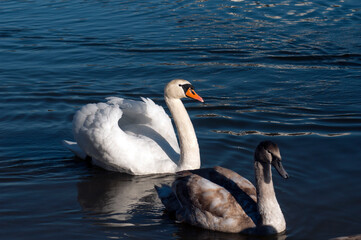 white swans group on the lake swim well under the bright sun