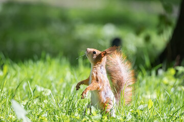 Red squirrel sits in the grass.