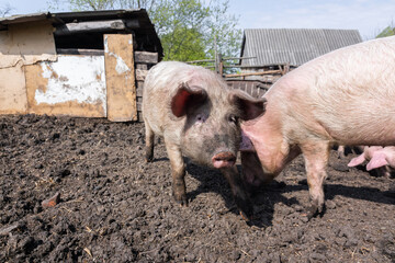 Pig farming raising and breeding of domestic pigs..