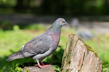 Beautiful pigeon bird standing on grass.