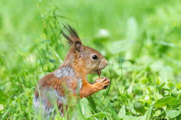 Red squirrel sits in the grass.