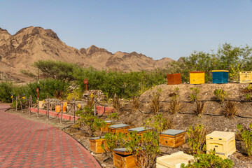 Dubai, UAE - 05.08.2022 - Different types of bee hives in display at Hatta honey bee garden and discovery center. Discovery