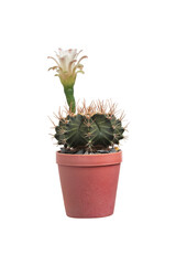 Cactus with flower in red plastic pots