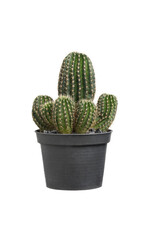 Cactus in black plastic pots