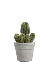Cactus with flower in concrete pots