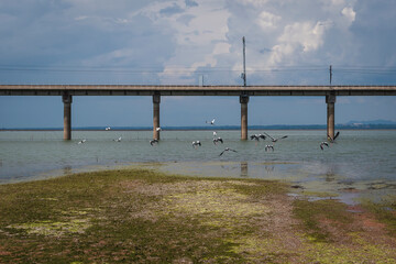 bird abd bridge over the river,floating train tracks, railroad tracks