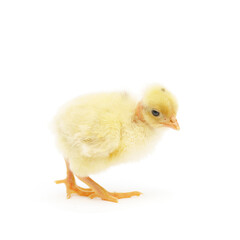 cute little chick isolated on white background