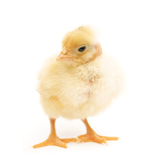 little cute chick isolated on white background.
