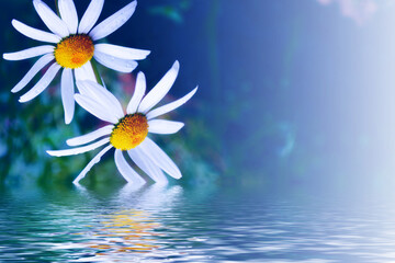 White bright daisy flowers on a background of the summer landscape.
