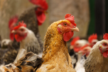 multi olored adult chickens close up. poultry farm.