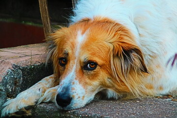 Hundeportrait aus dem eigenen Garten