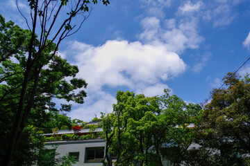 Fototapeta premium 東京の赤坂6丁目での青空と樹木