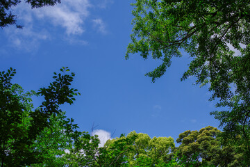 東京の赤坂6丁目での青空と樹木