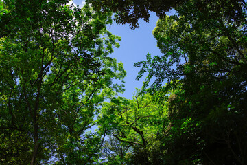 Obraz premium 東京の赤坂6丁目での青空と輝く樹木