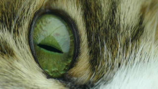 Cat eye looks at the camera, macro. The cat's pupil is green macro. Wildlife footage. Predator eye. Hypnotic green eye.