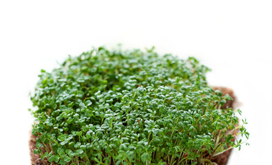 micro green isolated on white background