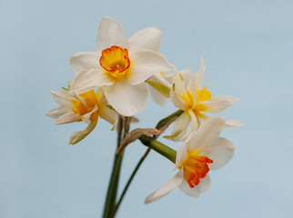 Obraz premium white jonquil flowers narcissus