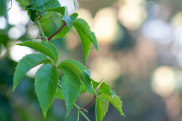 Fototapeta na wymiar Fresh green leaves in spring and bokeh background
