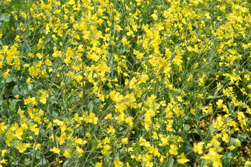 flowers that bloom in spring