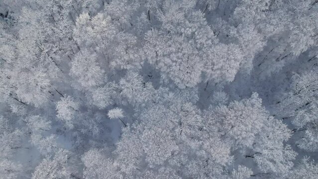 Bird's-eye top down view of snow covered forest and frosty tree tops. Fly over frozen winter forest with snow covered trees. Coniferous forest in winter.