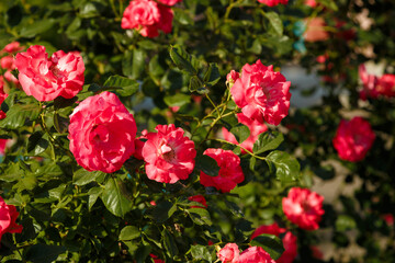 Obraz premium Green bush with beautiful pink rose flowers in sunlight. Springtime blossom concept.