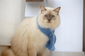 withe cat kitten blue eyes rag doll in the winter with a scarf
