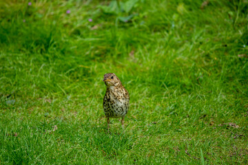 der neugierige Vogel