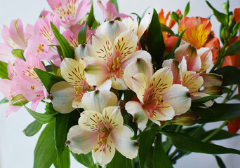 Fototapeta premium Bouquet of colorful alstroemeria flowers background. Alstroemeria flower is colorful. Close-up.