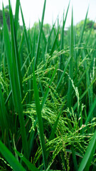 Paddy plants field with ladybugs that perch on the rice leaves