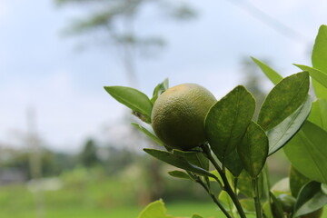 young oranges that are still green