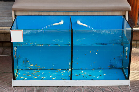 Small fish Garra rufa in aquarium, is used to cleanse keratinized skin particles, peel the foot in fish-spa salons