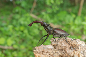 Male lucane skite (Lucanus cervus) on dead wood in forest.
