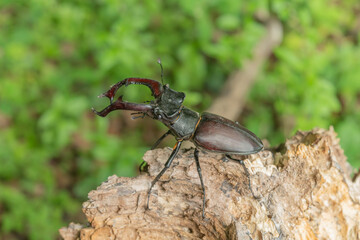 Male lucane skite (Lucanus cervus) on dead wood in forest.