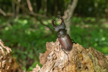 Male lucane skite (Lucanus cervus) on dead wood in forest.