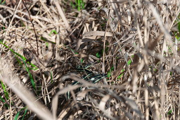 Puget Sound Gartersnake looks at you from cane in the Billy Frank Jr. Nisqually National Wildlife Refuge, WA, USA