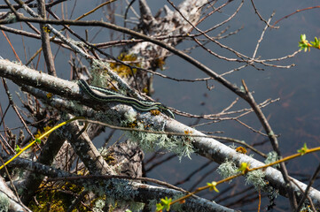 Puget Sound Gartersnake laying on the tree in front of lake in the Billy Frank Jr. Nisqually National Wildlife Refuge, WA, USA