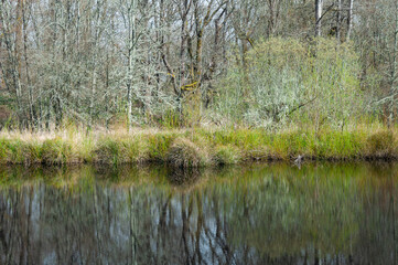 Lake, trees and bushes in the Billy Frank Jr. Nisqually National Wildlife Refuge, WA, USA
