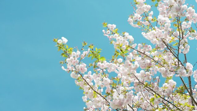 満開に咲く八重桜の晴れの日