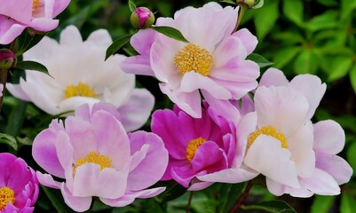 mehrfärbige, einfache pfingstrose mit gelben staubgefässen in verschiedenen rosa tönen