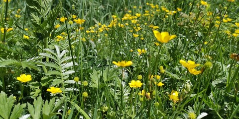Obraz premium yellow dandelions in the grass