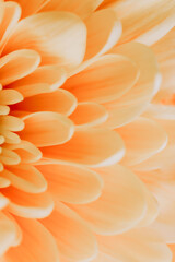 A white chrysanthemum flower.