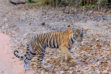 Fototapeta na wymiar a young tiger cub out for a walk