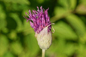 one big purple bud of wild onion on a green stem in the forest