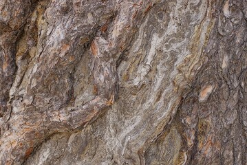 gray brown wood texture from the dry bark of an old tree