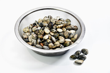 収穫したアサリ