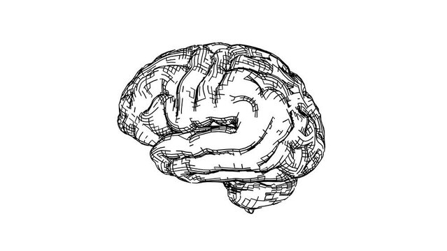 Sketch style Human brain black on white background Looped Animation
