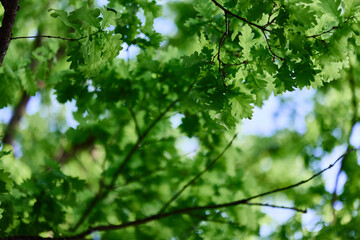 The spring nature of the big tree in the oak forest, young green leaves on the branches